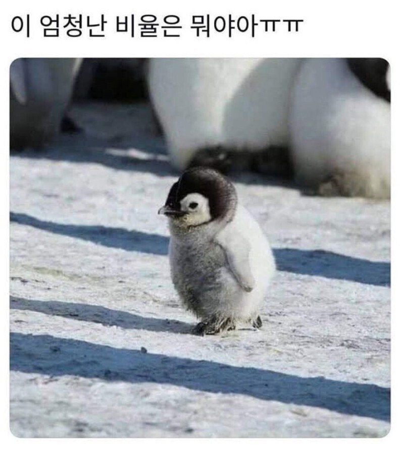 20250512135211_enivy8DSIV.jpeg?v=7
