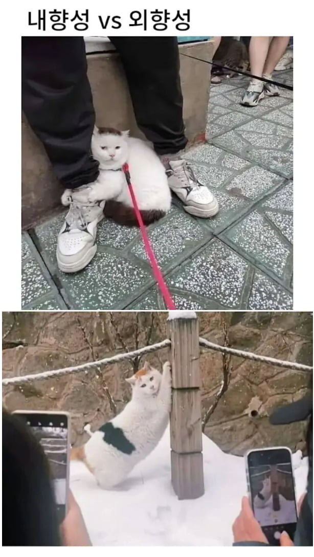 20250512171527_1S8SXvGK1P.png?v=7