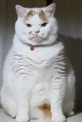 20250513200341_eKIrfaEHTe.jpeg?v=7