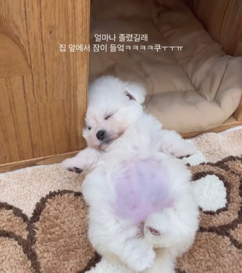 20250515124626_4ftbLcrRUF.jpg?v=7