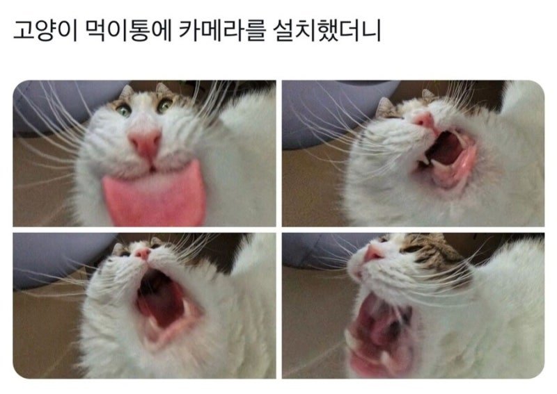 20250516133202_K9Vkaw0sW4.jpg?v=7