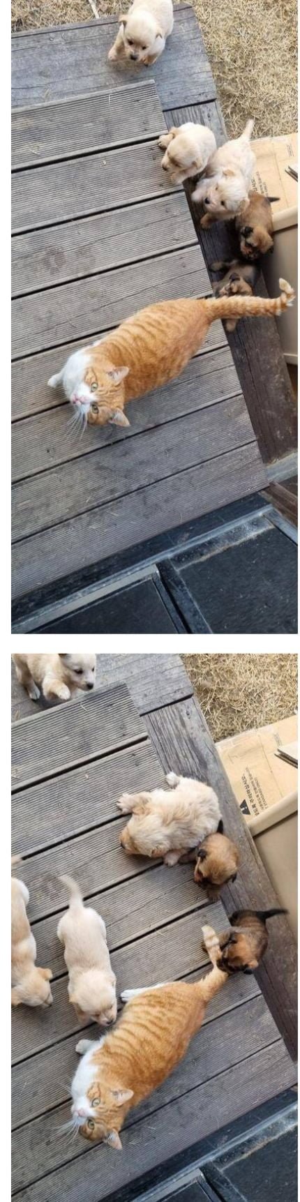20250517171820_xkmxA0zVRV.jpeg?v=7