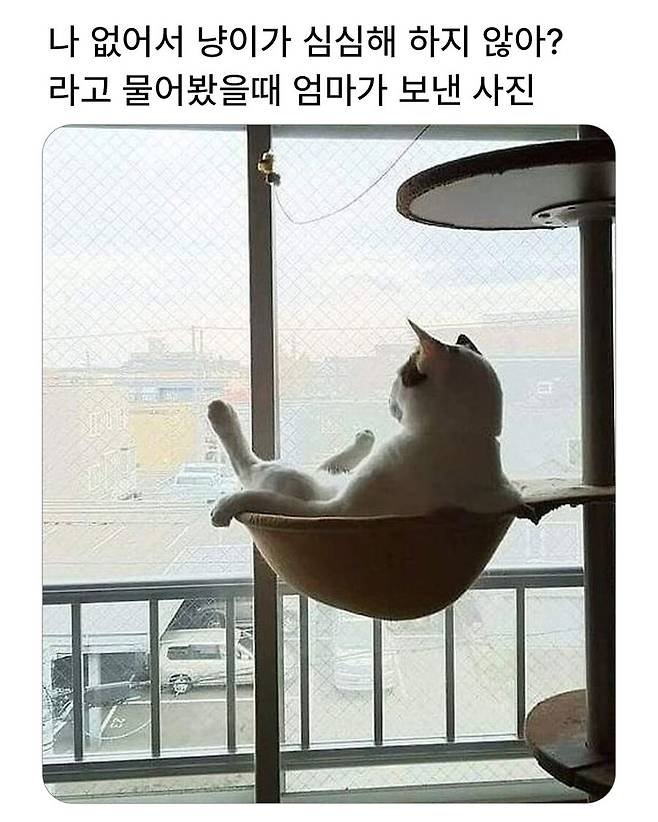 20250522192212_0Iyc47bxtw.jpeg?v=7