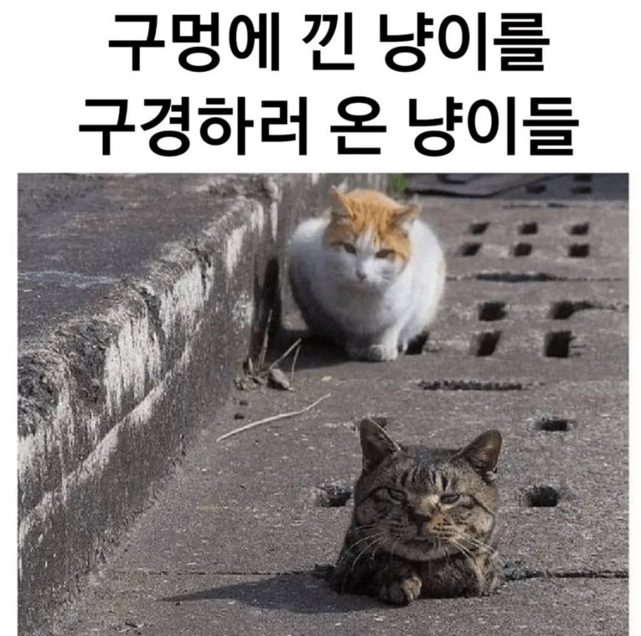 900w_20250513004512_TfINWPm1Is.png?v=7