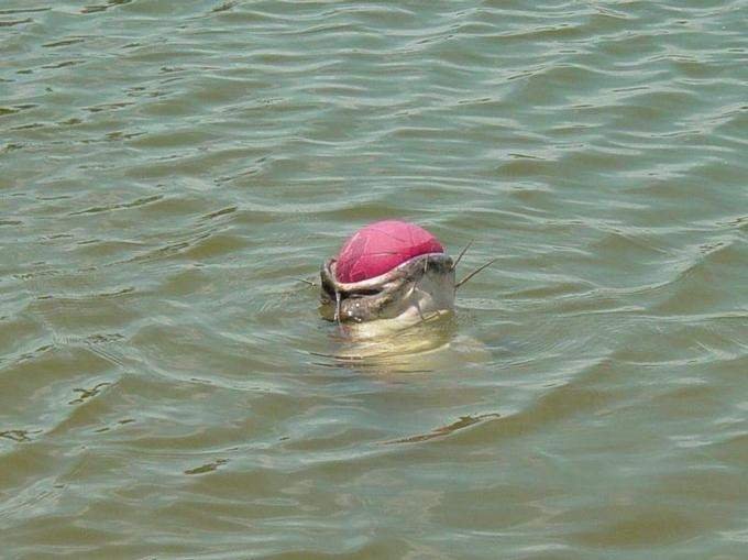 20250606071443_53z7yvH6Lx.jpg?v=7