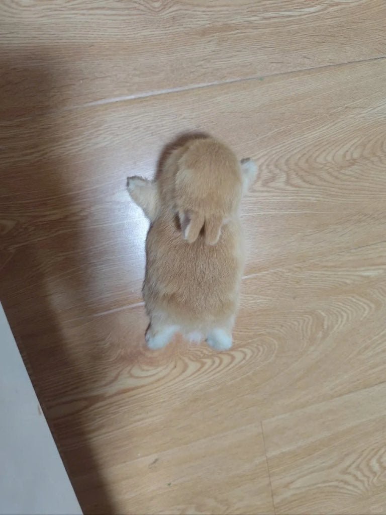 20250616014209_iOwD9RxuK5.jpeg?v=7