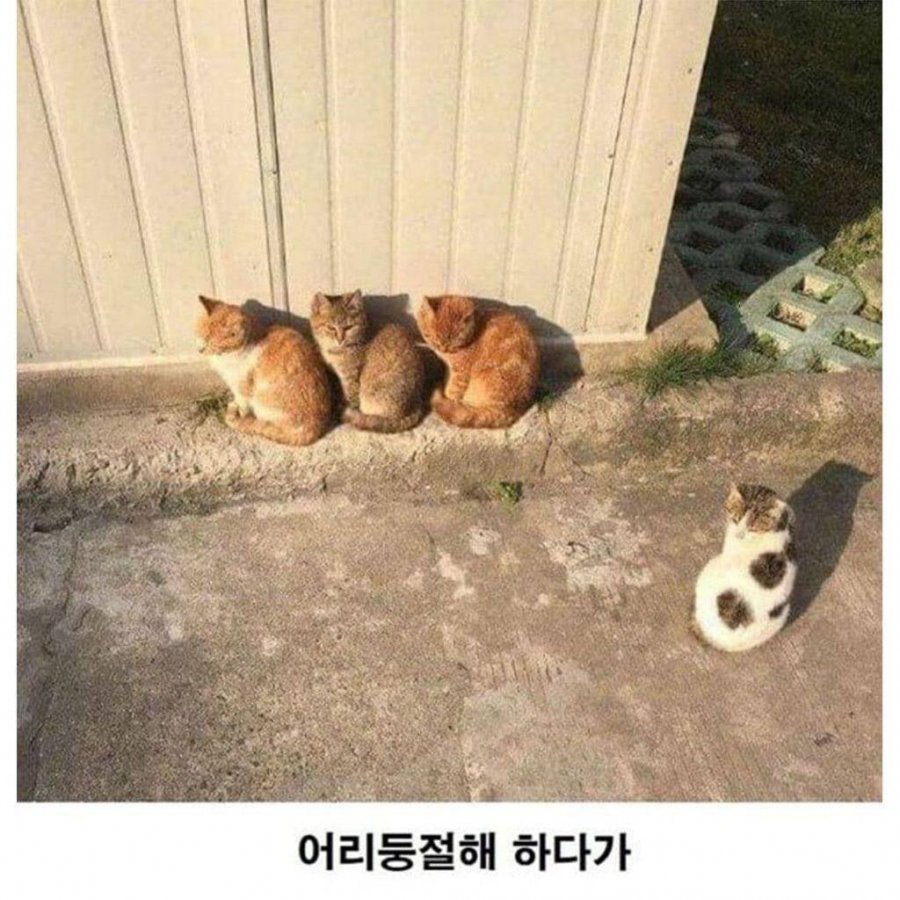 900w_20250618204510_YJMykipCHq.jpeg?v=7