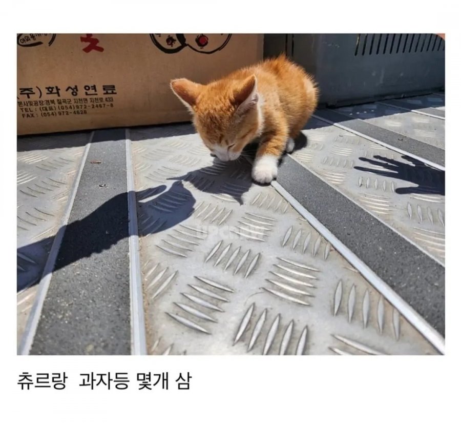 900w_20250623195525_fkvGquQ0l0.jpg?v=7