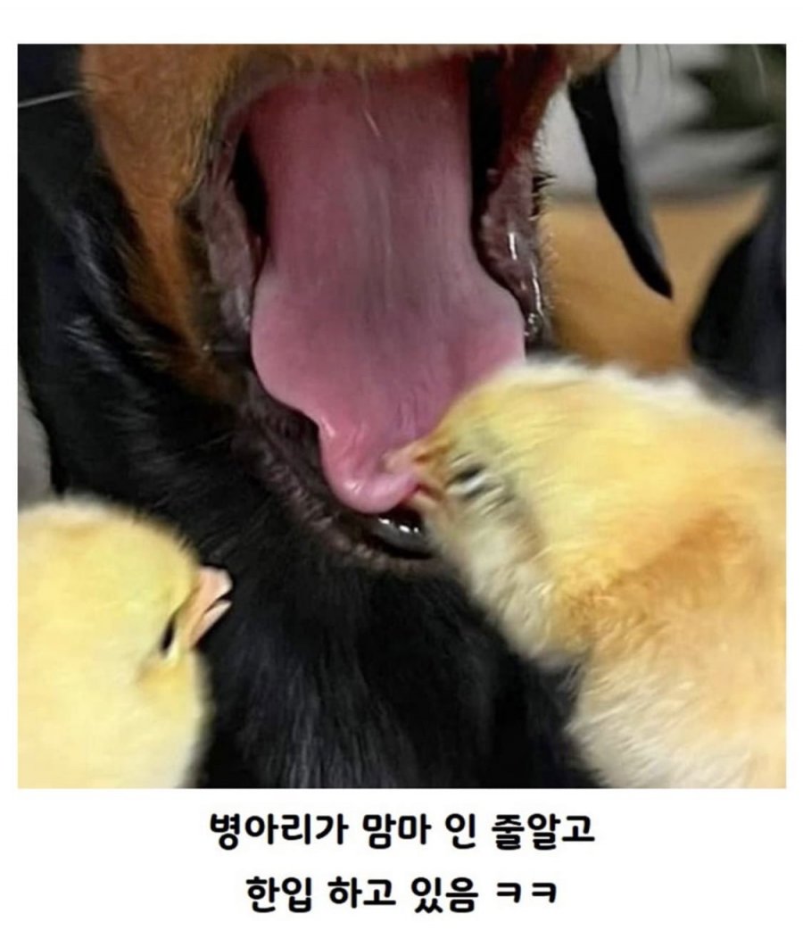 900w_20250626194546_G7teda6mju.jpeg?v=7