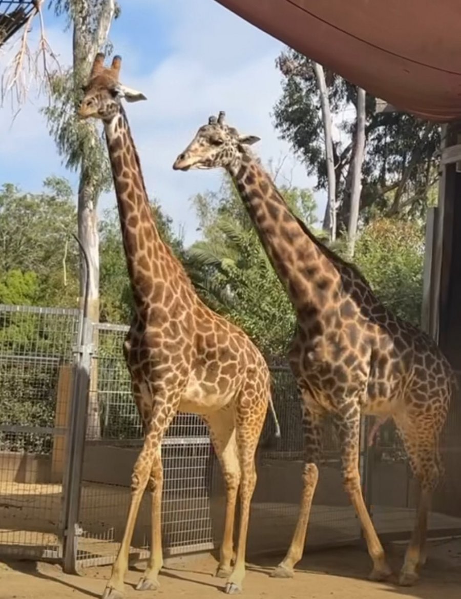 900w_20250629001908_pz4jdsJn97.jpg?v=7