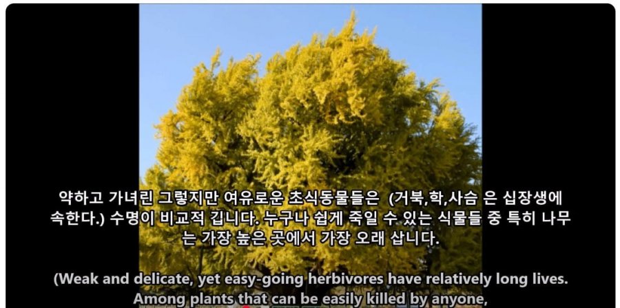 900w_20250629221410_nr9Nv0DmGa.jpg?v=7