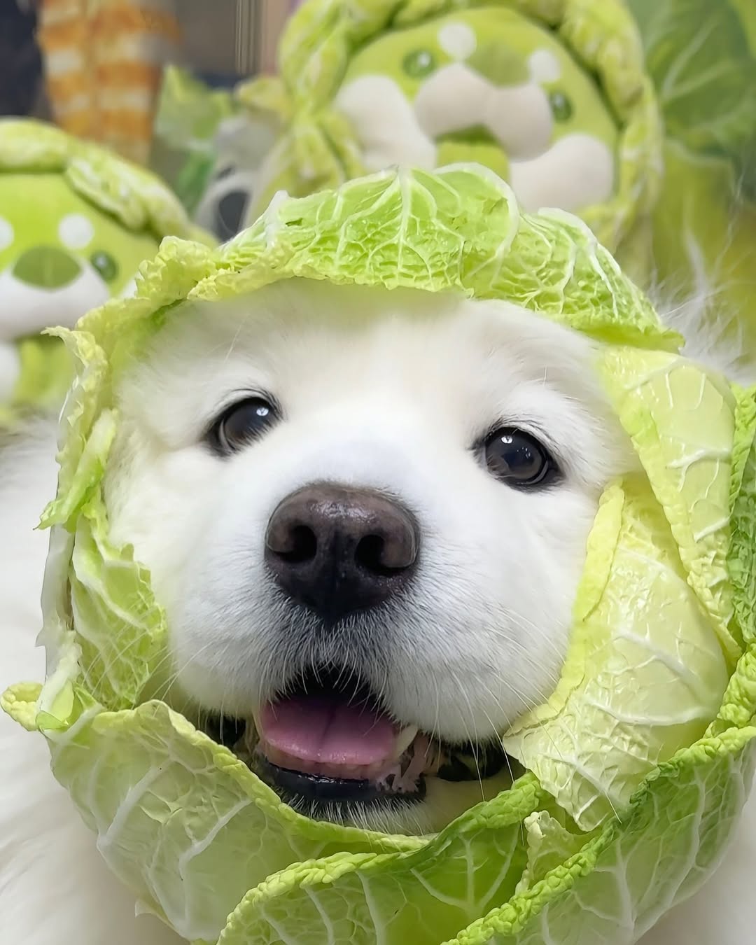 c7a4f3a82da0ca256f4afe871caf2313.jpg?v=7
