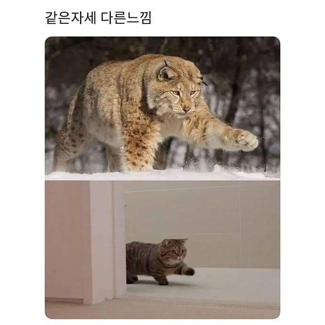 20250708114442_chYUer5SXT.jpeg?v=7