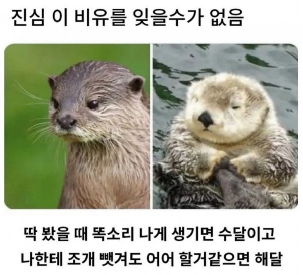 20250711175738_LFvXPjxwnX.jpeg?v=7