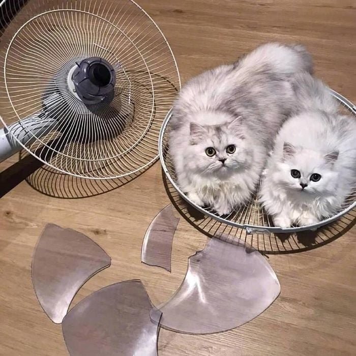 20250725113945_hnfynK0Fx4.jpg?v=7