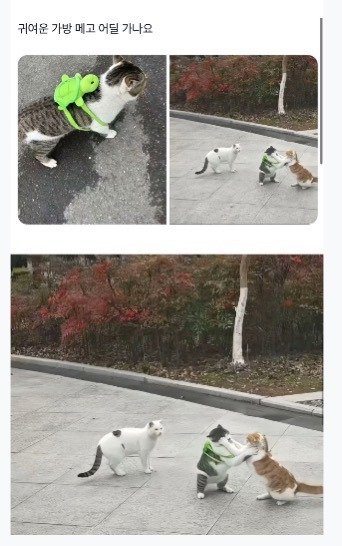 20250725135523_2lKA7PB2iE.jpeg?v=7