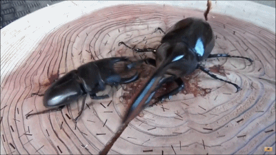 20250728231557_gKX8ZoWuDP.gif?v=7