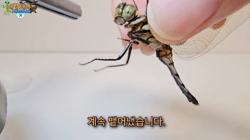 3718547318_TbPOrZA6_KRQqSstmhYzd3Miv.jpg?v=7