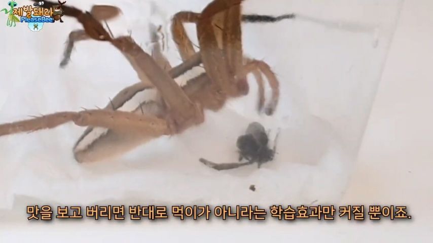 3718547318_uRxethmI_KjXoAUcnNb6Y1Q8B.jpg?v=7