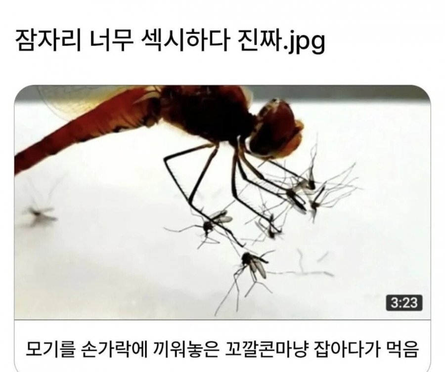 900w_20250724233651_BLta2fzSgP.jpg?v=7