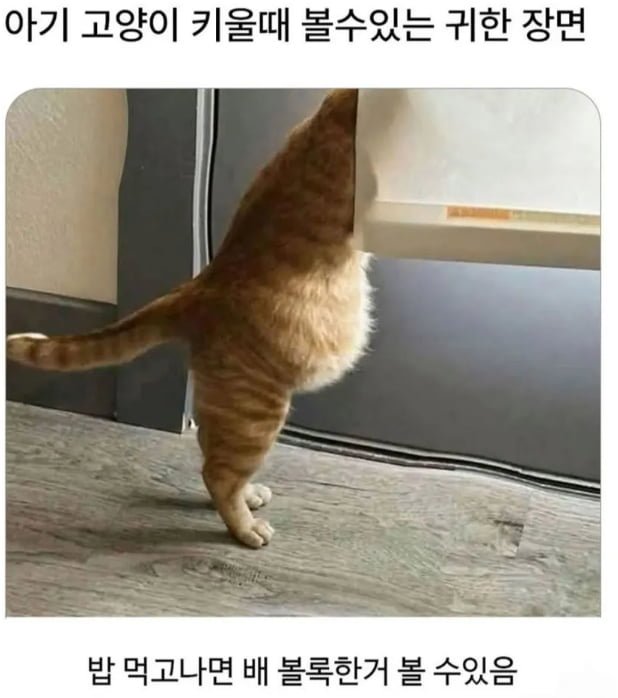 20250808151006_uaG7jK4AE3.png?v=7