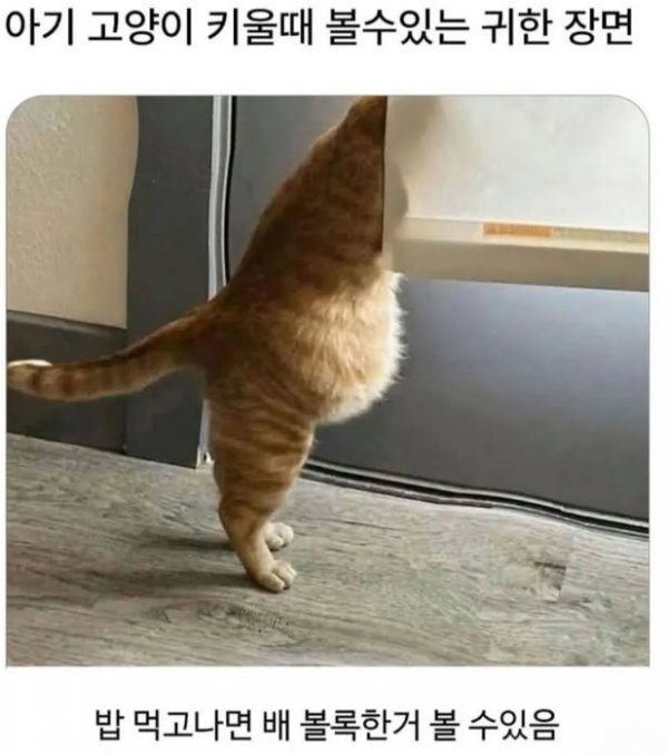 20250809072101_rPxJWNBCaS.jpeg?v=7