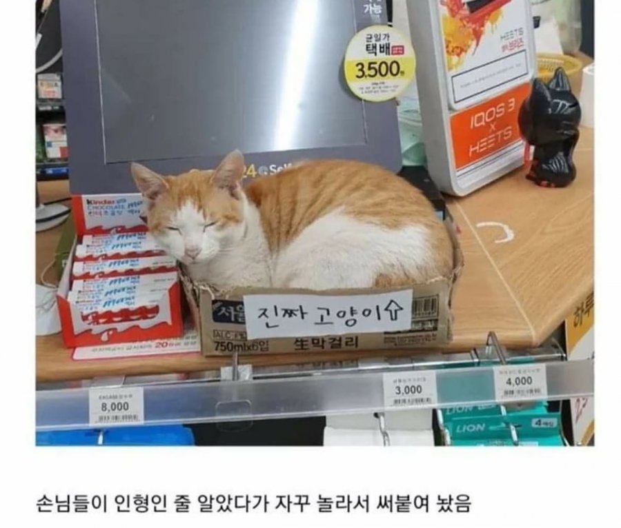900w_20250811092137_oO8shbeqyc.jpeg?v=7