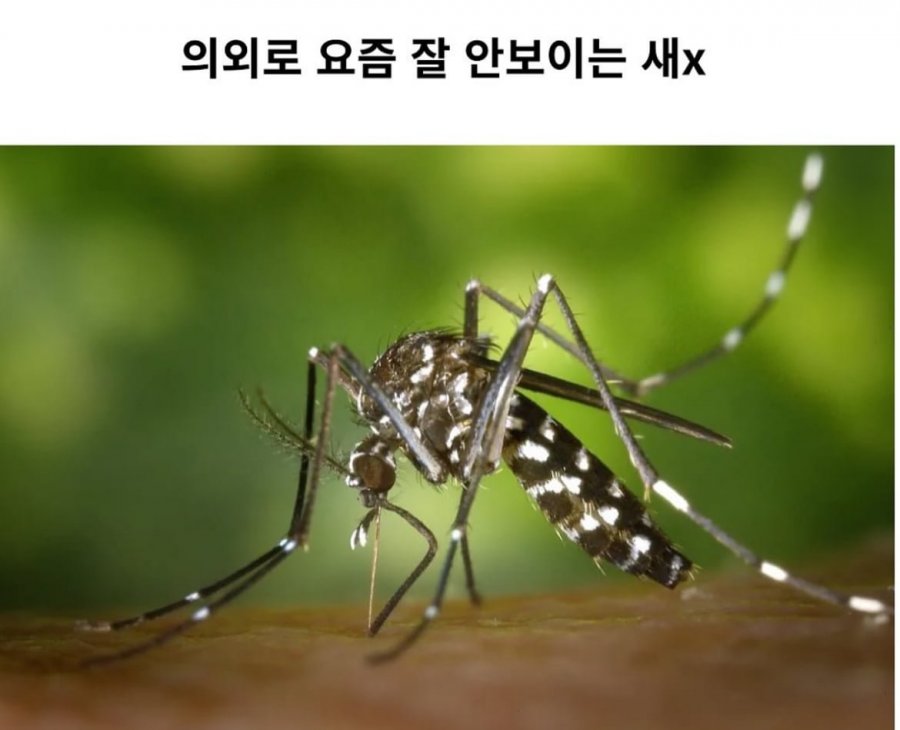 900w_20250811161015_AbKNL636Ge.jpeg?v=7