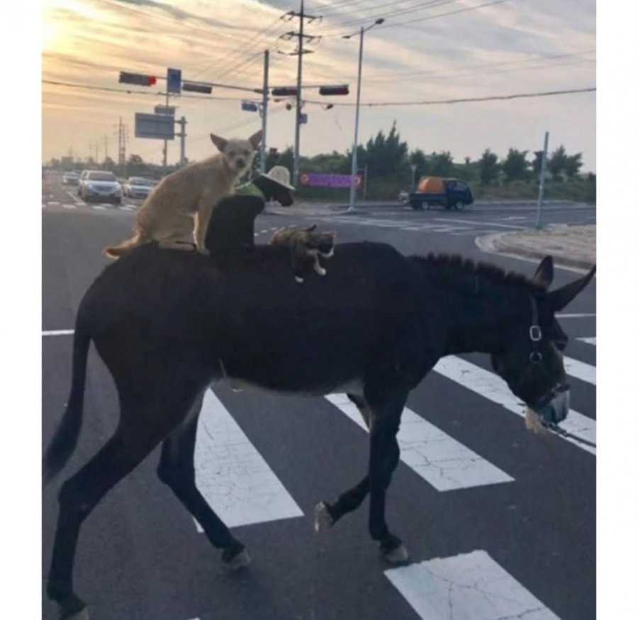 900w_20250815045017_fDWAcQwdTR.jpeg?v=7