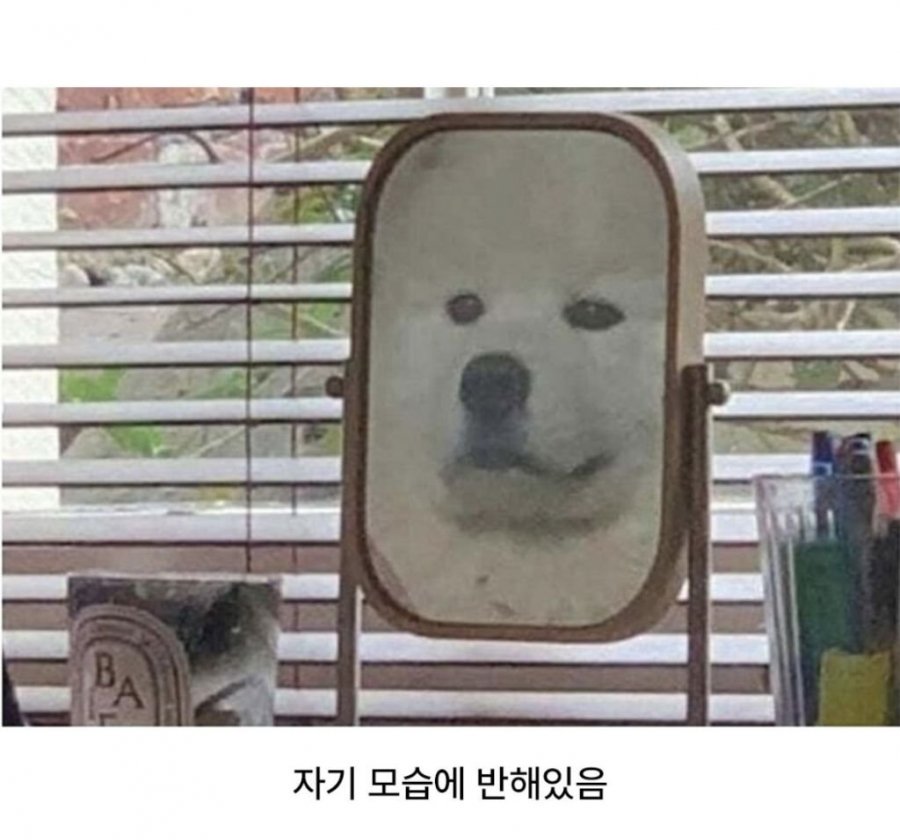 900w_20250820125531_uGaMrE3loK.jpeg?v=7