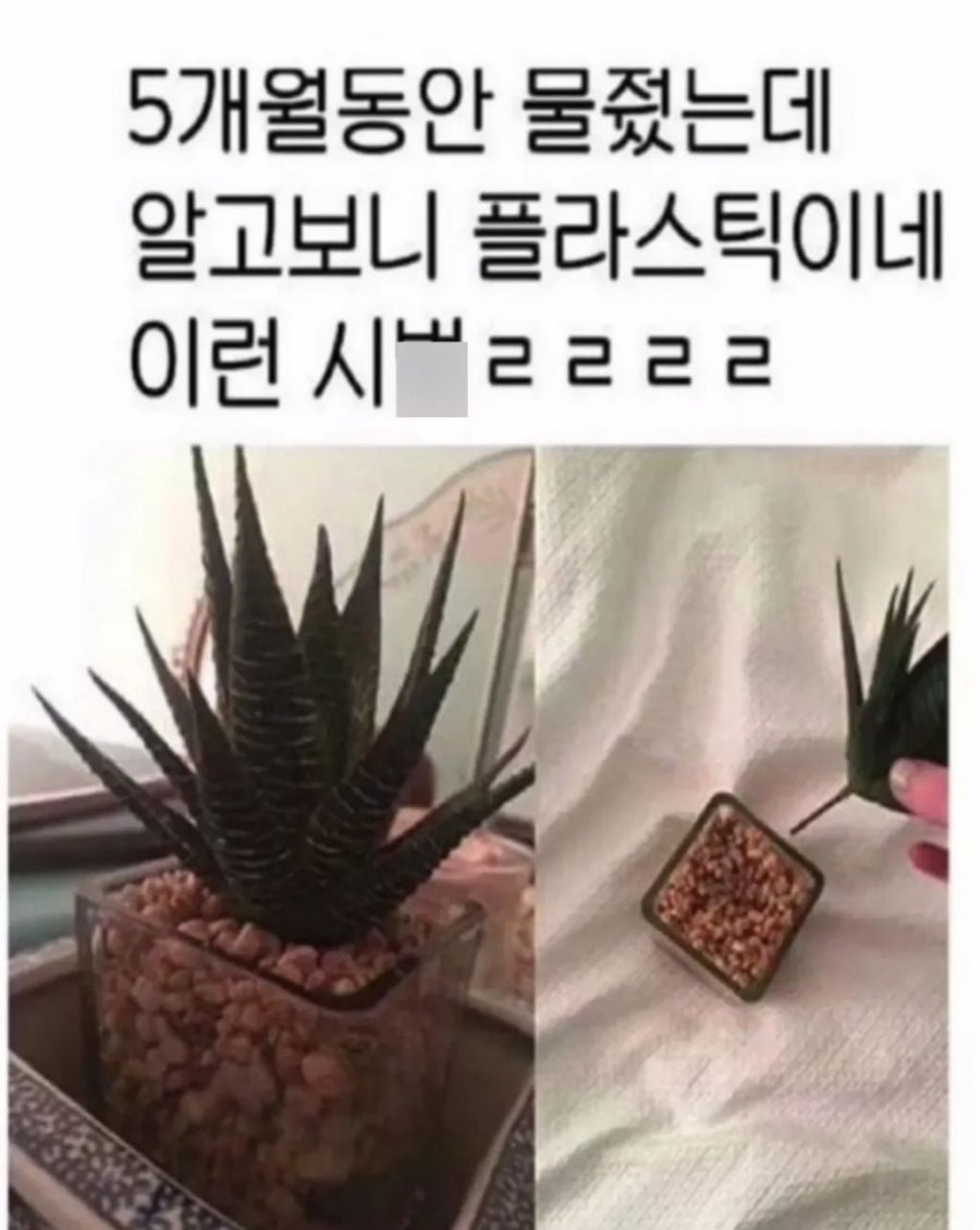 900w_20250919172532_bnIpZsvsHe.jpeg