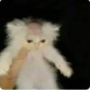 profile_image
